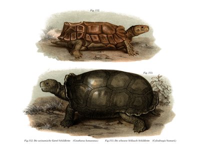 Tortue - German School