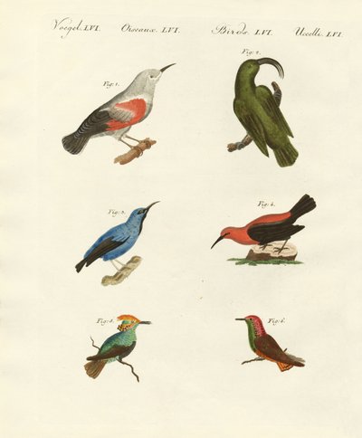 Grimpereaux et colibris - German School