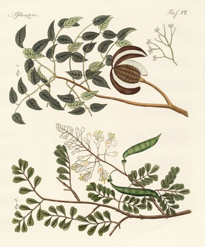 Arbres des pays chauds - German School