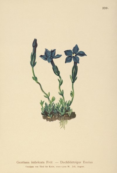 Gentiane de Triglav (Gentiana terglouensis, Gentiana imbricata) - German School