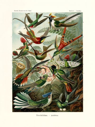 Trochilidae - German School