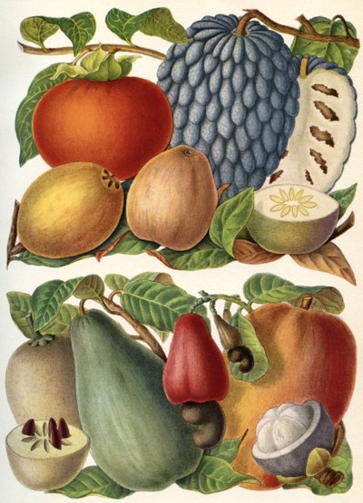 Fruits tropicaux, tiré de 