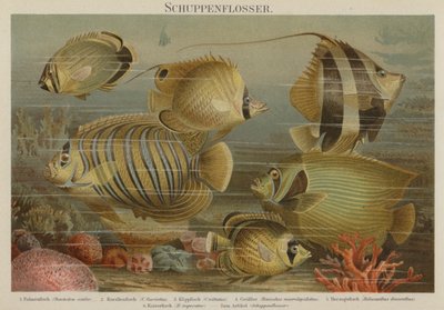 Poissons de mer tropicaux - German School