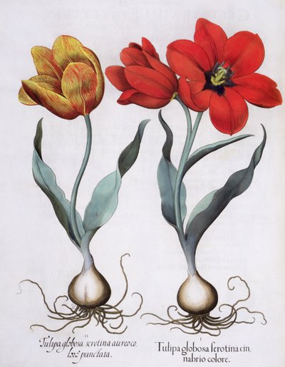 Tulipes, du Hortus Eystettensis par Basil Besler - German School