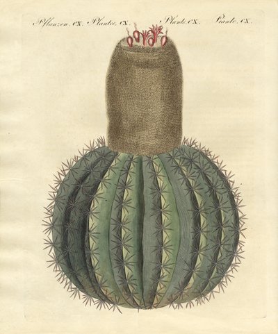 Cactus à bonnet turc - German School