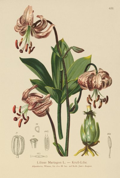 Lis martagon (Lilium Martagon) - German School