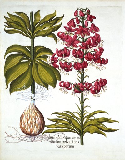 Turks Cap Lily, de Hortus Eystettensis, par Basil Besler, pub. 1613 - German School