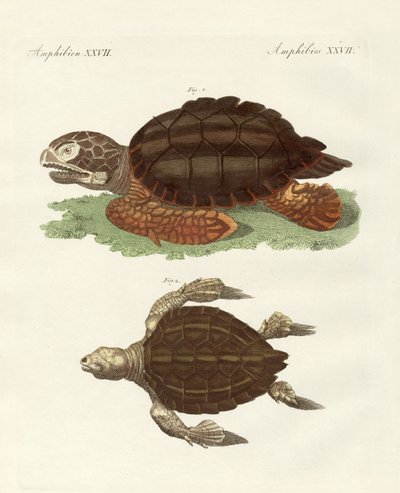 Tortues de taille phénoménale - German School