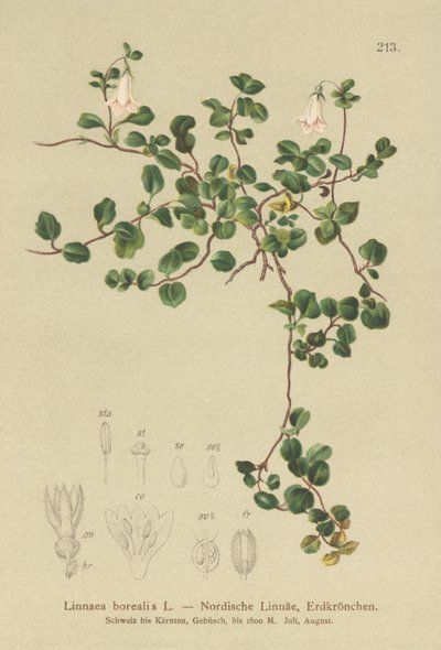 Linnée boréale (Linnaea borealis) - German School
