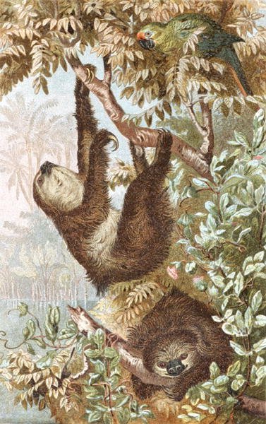 Paresseux à deux doigts, planche de "Brehms Tierleben: Allgemeine Kunde des Tierreichs", vol.2, p.646, publié par Bibliographisches Institut - German School