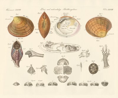 Coquilles bivalves et plus ou moules - German School