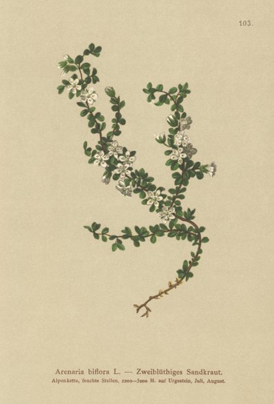 Sabuline à deux fleurs (Arenaria biflora) - German School