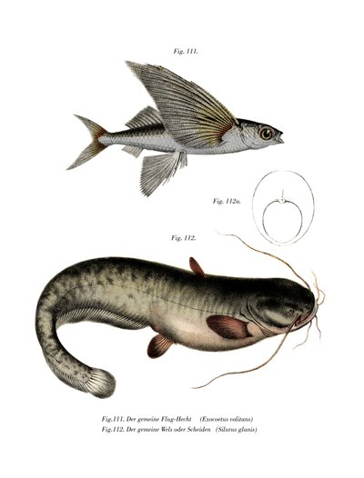 Poisson volant à deux ailes - German School