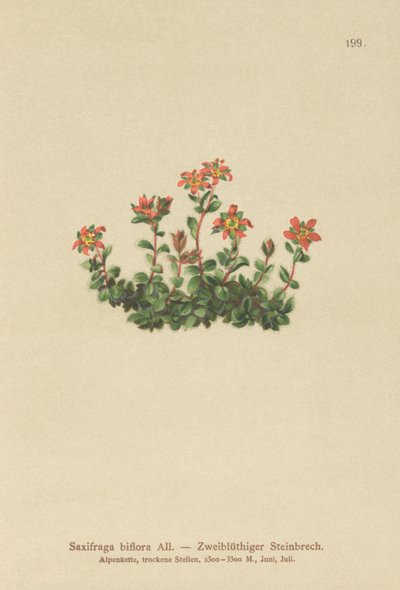 Saxifrage à deux fleurs (Saxifraga biflora) - German School