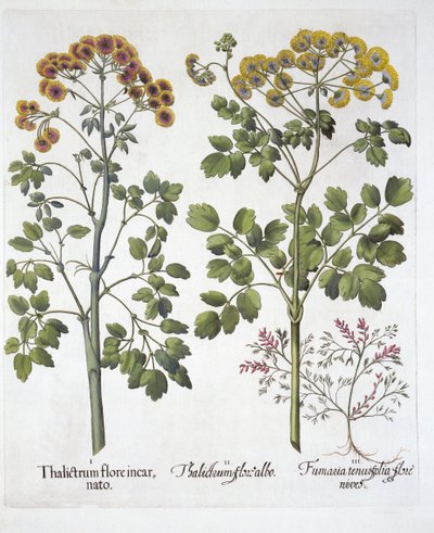Two Kinds of Meadow Rue et Fumewort, de Hortus Eystettensis, par Basil Besler, pub. 1613 - German School