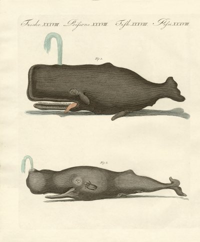 Deux types étranges de baleines - German School