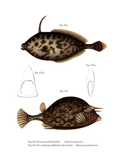 Poisson-lime licorne - German School