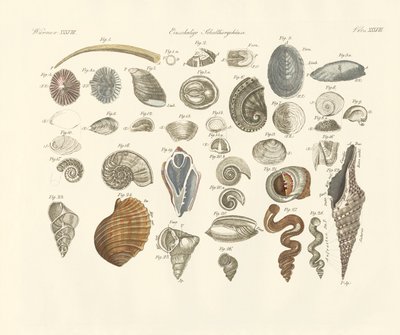 Animaux univalves ou coquilles de vers - German School