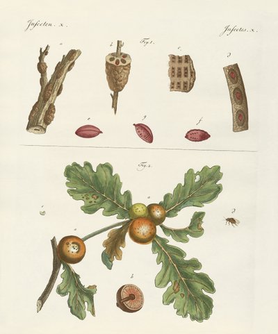 Insectes utiles - German School
