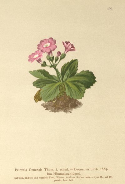 Primevère de Val-Daone (Primula Oenensis, Primula Daonensis) - German School