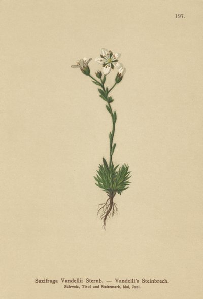 Saxifrage de Vandelli (Saxifraga Vandellii) - German School