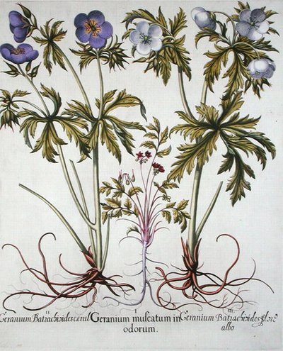 Variétés de géranium, du 