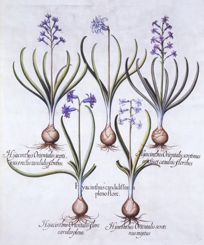 Varieties of Hyacinth with Bulb, de Hortus Eystettensis, par Basil Besler, pub. 1613 - German School