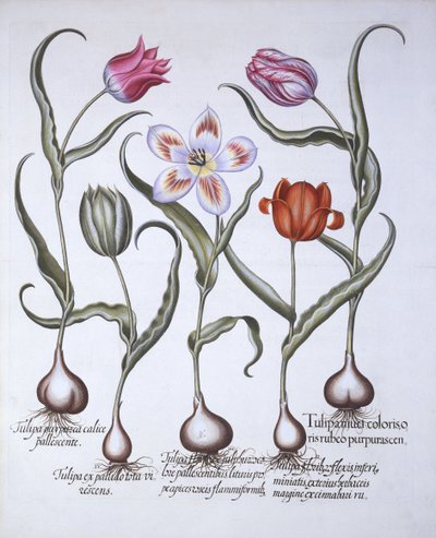 Variétés de tulipes, de Hortus Eystettensis, par Basil Besler, pub. 1613 - German School