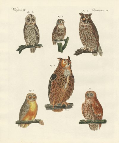 Divers types de hiboux - German School