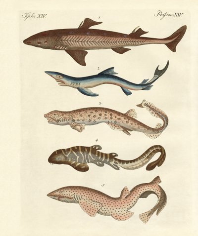 Différents types de requins - German School
