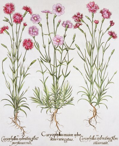 Diverses variétés de Dianthus, du Hortus Eystettensis par Basil Besler (1561-1629), pub. 1613 (gravure en couleur) - German School