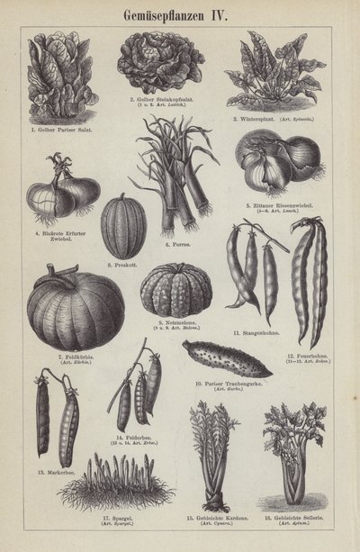 Légumes - German School