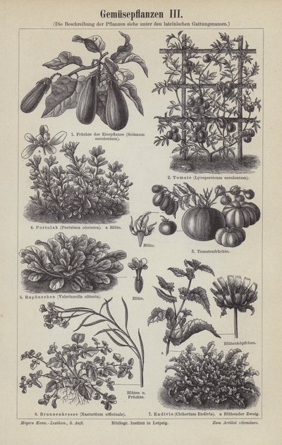 Légumes - German School