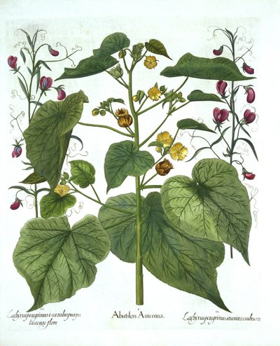 Velvetleaf et Sweet Peas, de Hortus Eystettensis, par Basil Besler, pub. 1613 - German School