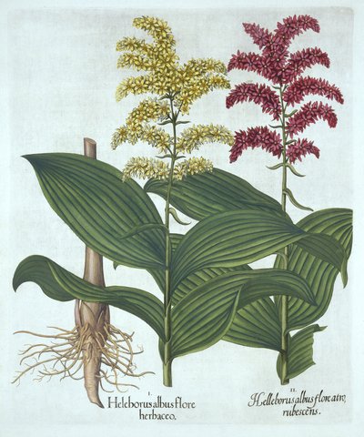 Vératre, de "Hortus Eystettensis", par Basil Besler - German School