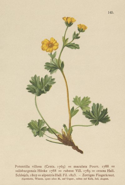 Potentille velue (Potentilla villosa) - German School