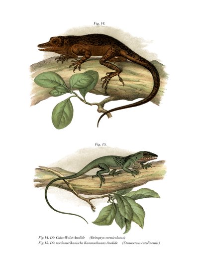 Anole de Viñales - German School