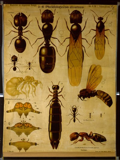 Tableau mural représentant les Formicidae - German School