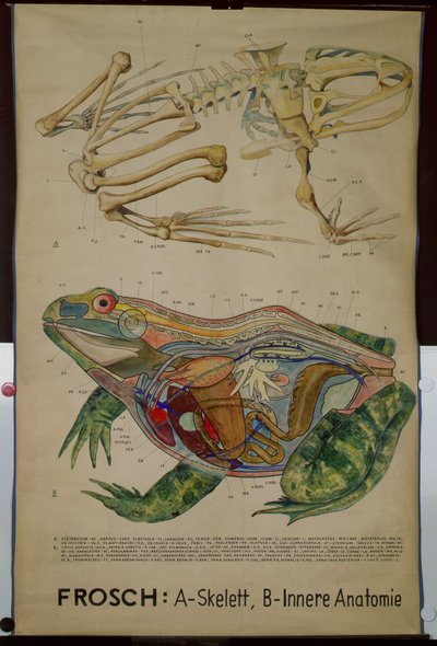 Tableau mural du squelette et de l
