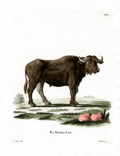 Buffle d