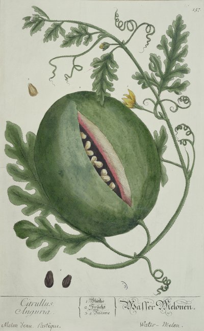 Pastèque, d