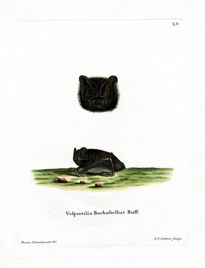 Barbastelle d