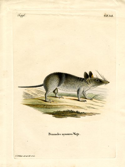 Bandicoot à barres occidentales - German School