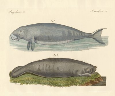Animaux ressemblant à des baleines - German School