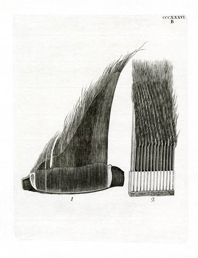 Fanons de Baleine - German School