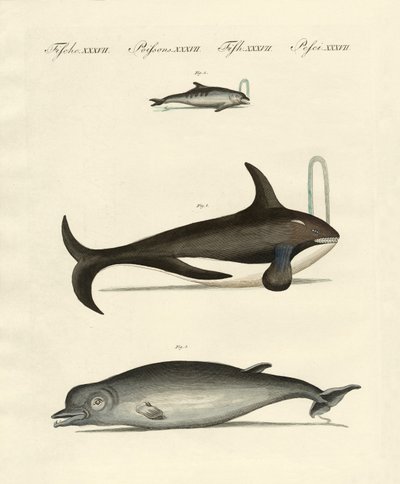 Baleines et dauphins - German School