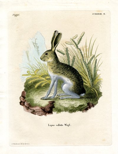Lièvre à flancs blancs - German School