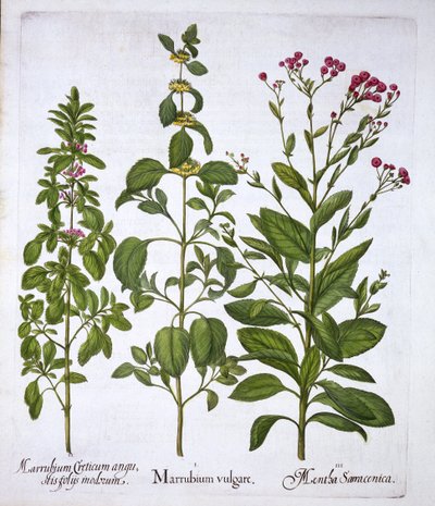 White Horehound, Horehound et Mint, de Hortus Eystettensis, par Basil Besler, pub. 1613 - German School