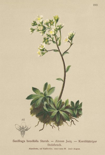 Saxifrage blanche des montagnes (Saxifraga brevifolia, Saxifraga Aizoon) - German School
