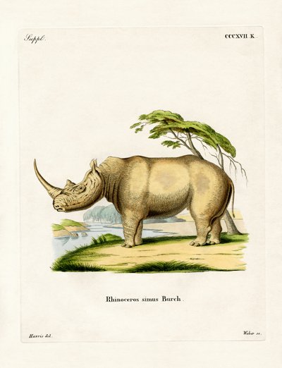 Rhinocéros Blanc - German School